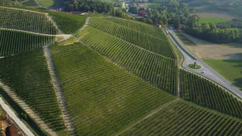 Vineyard Viticulture Cultivation Aerial View