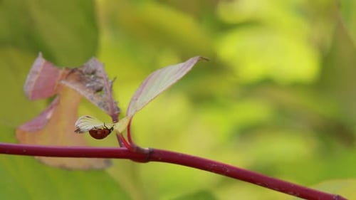 Red Ladybugs on Green Yellow Leaves