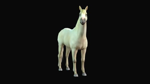 Horse Idle 2