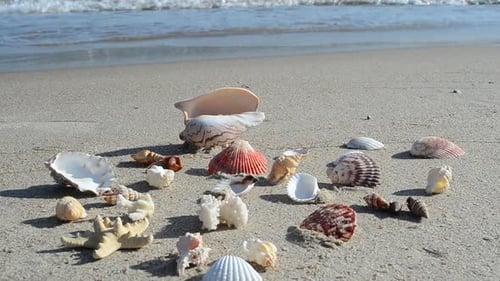 Cockleshells 20