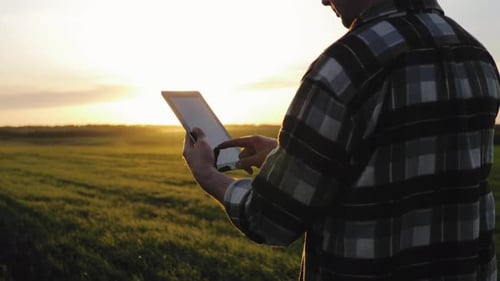Man With Tablet Inspecting Crops at Sunrise