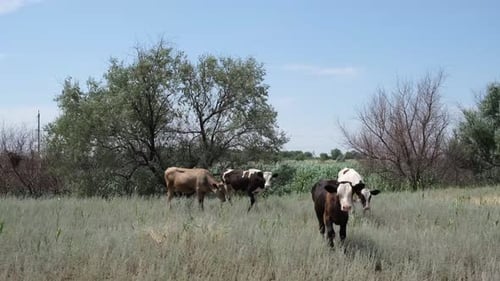 Cows Grazing Peacefully in Rural Grassy Field