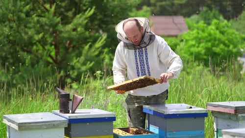 Imker inspiziert Rahmen mit Bienen. Der Imker arbeitet im Sommer in der Imkerei.