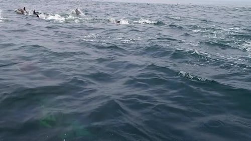Pod of Dolphins Frolic Alongside Boat