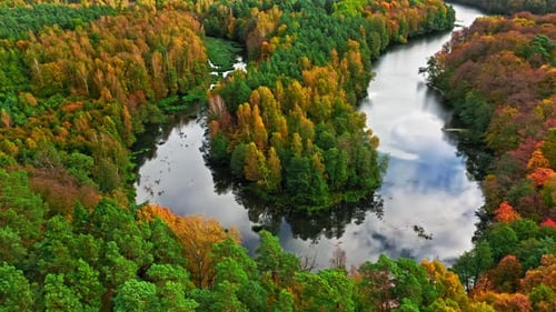 Stunning river and forest in autumn. Aerial view of wildlife.