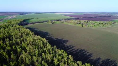 Flight Over a Field with Green Grass