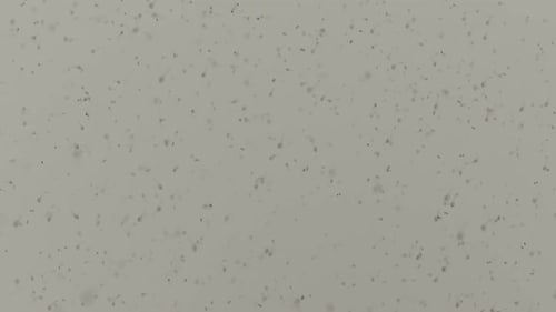 verschiedene Lebensformen in einem Wassertropfen. Die Simulation des Protozoenorganismus hat Schleife
