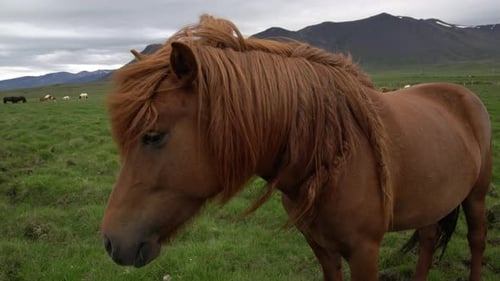 Islandpferd in der malerischen Natur Islands