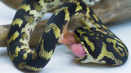 Gros plan d'un serpent mangeant une petite souris