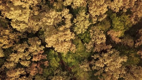 Aerial Top Down View Forest Woodland Aerial