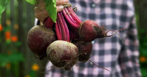Mature woman holding beetroot vegetable 4k