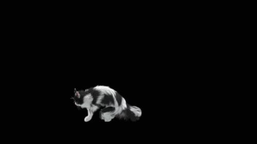 Katze Jumping HD