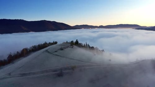 Grey Mist Covered the Pine Forest