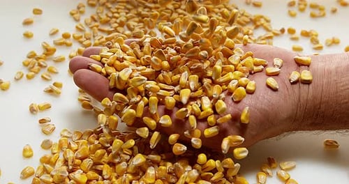 Corn, zea mays falling into Hand against White Background, Slow motion 4K