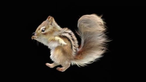 79 Chipmunk: Tanzen HD