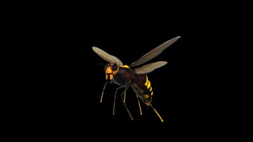 Syrphus Ribesii mit Alphakanal