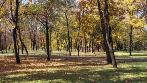 Autumn trees in a public park