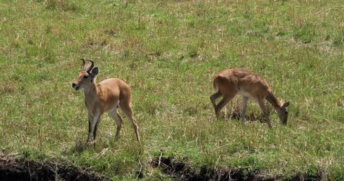 Südlicher oder gewöhnlicher Schilfbock, Redunca arundinum, männlich und weiblich, Masai Mara Park in Kenia