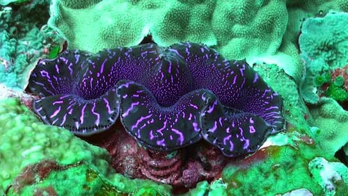 gros plan d'une palourde géante violette