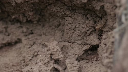 Termite