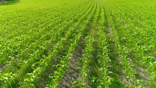Aerial View of Lush Green Cornfield in Daylight