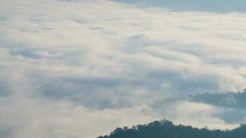 Fog Over Deep Forest
