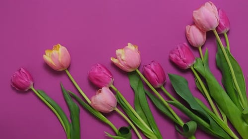 Flat Lay of Pink Tulips Arranged on Pink