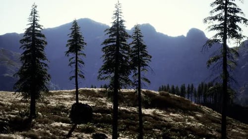 Trees on Meadow Between Hillsides with Conifer Forest