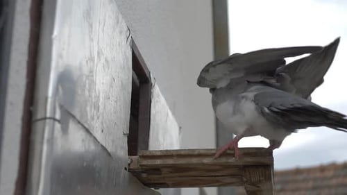 Pigeon Landing
