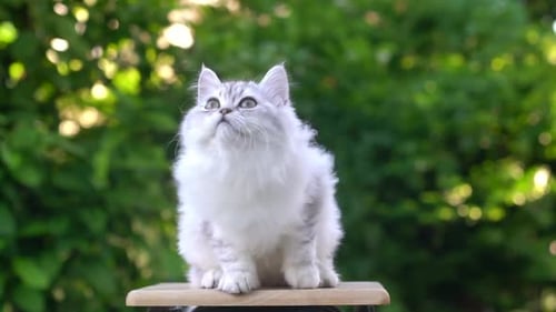 Playful Cat with Feather Toy in Natural Setting