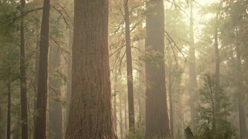 Giant Sequoias in Redwood Forest
