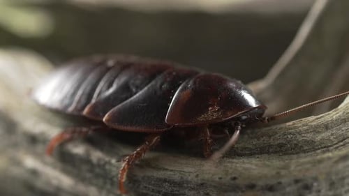 Eine große dunkle Kakerlake sitzt auf einem Baumstamm