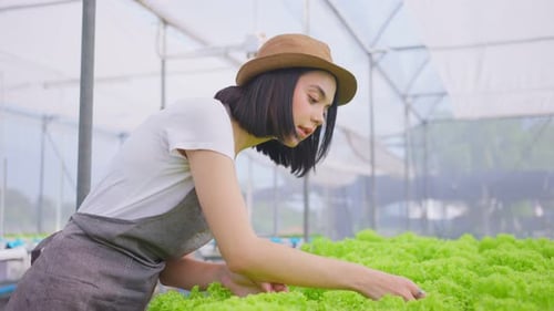 Young Caucasian farmer pretty girl working in vegetables hydroponic green house farm with happiness