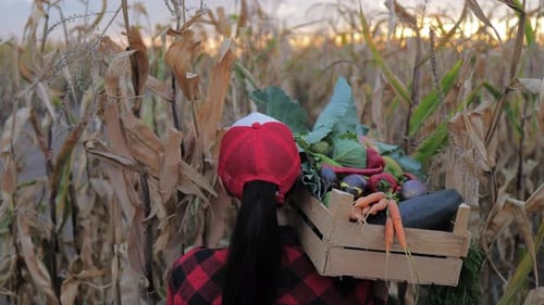 Woman Carries Fresh Harvest in Corn Field
