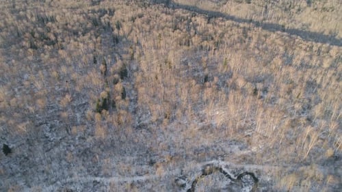 Winter Landscape Forest