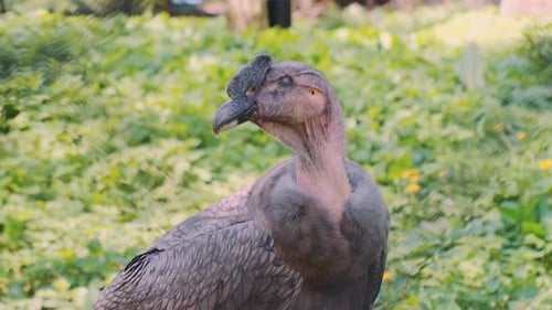 Majestic Andean Condor Stares Intently in Nature