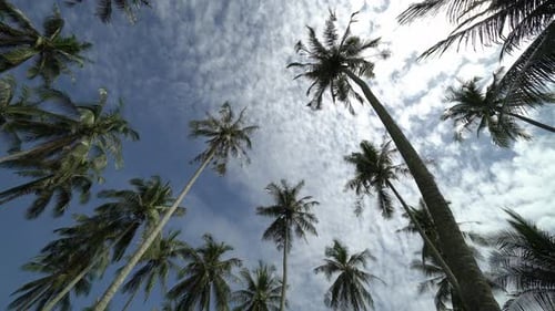 Tropical Palm Trees Against Blue Cloudy Sky