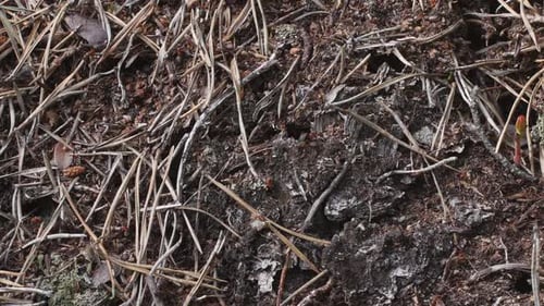 Ants
