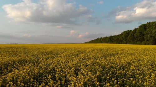 Low quadcopter flight over a field of yellow flowering rapeseed.