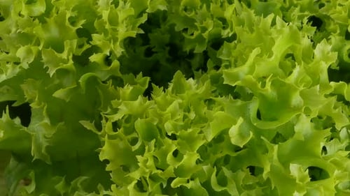 fresh green lettuce leaves
