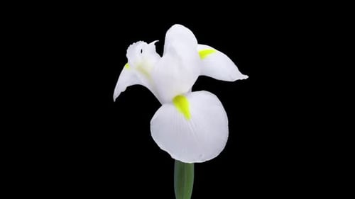 Time Lapse of White Iris Flower Blooming on Black
