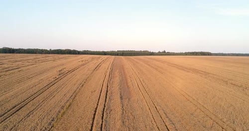 Flying Over Wheat Field Agriculture