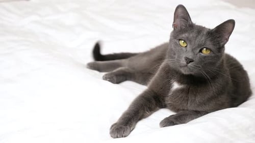 Elegante graue Katze liegt auf einem weißen Bett