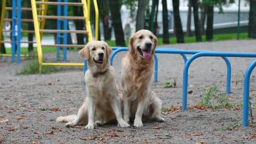 Two Beautiful Dogs Sitting in the Park