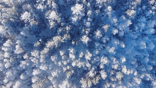 Shot of Winter Forest