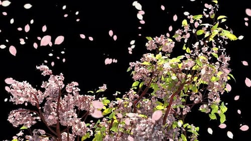 Cherry Blossom Branch With Petals Falling