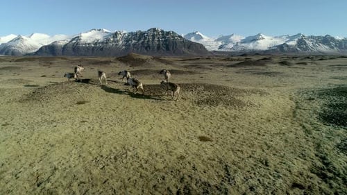 Icelandic Reindeers Running By the Mossy Hills in Iceland