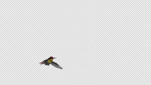 Colibri - Topaze rubis - Survol de l'écran - I - Canal Alpha