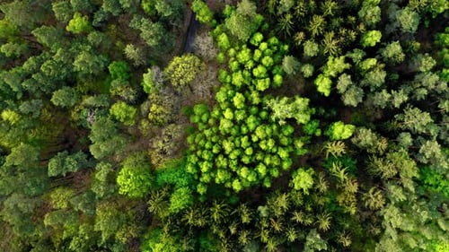 Vue de dessus de la forêt verte en Pologne