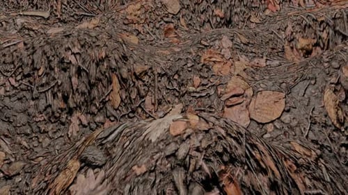 Loop Plane Dirt Branch Background